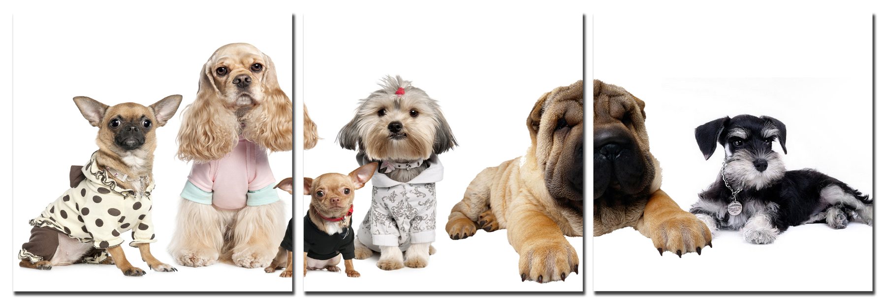 A three-panel printed canvas of dogs in clothing, printed edge to edge across all three panels